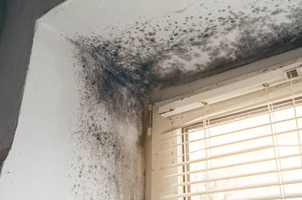 Affordable Mold Cleanup solutions in Broomes Island, MD